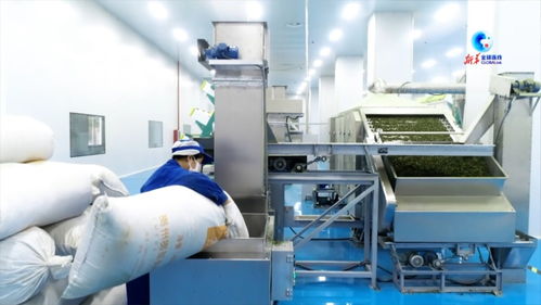 全球連線 在 中國抹茶之都 看 世界抹茶超級工廠 如何生產